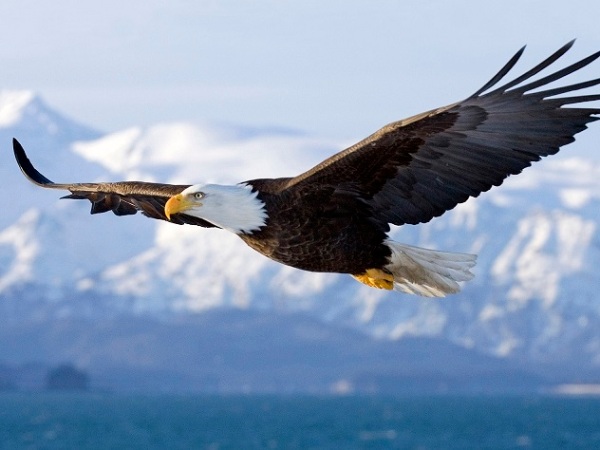 Bald Eagle in mid-air flight over Homer Spit Kenai Peninsula Alaska Winter